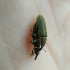 Epimeces