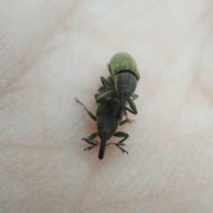 Epimeces