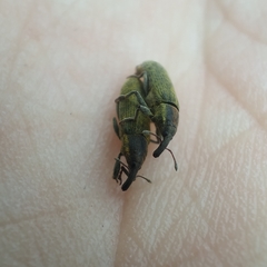 Epimeces