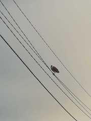 Nycticorax nycticorax obscurus