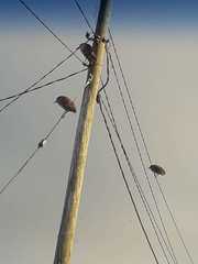 Nycticorax nycticorax obscurus