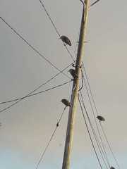 Nycticorax nycticorax obscurus