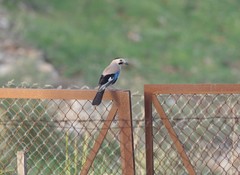 Garrulus glandarius atricapillus