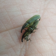 Epimeces