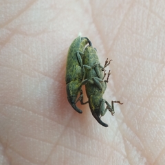 Epimeces