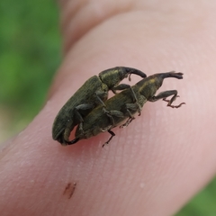 Epimeces