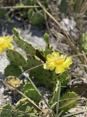 Opuntia austrina