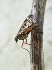 Rhagio atlanticus