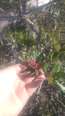 Comarostaphylis diversifolia planifolia
