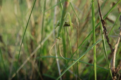 Brunneria subaptera