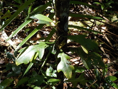 Philodendron distantilobum