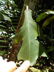 Philodendron distantilobum