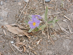Solanum elaeagnifolium