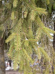 Picea abies