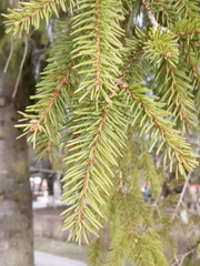 Picea abies
