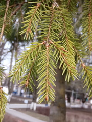 Picea abies