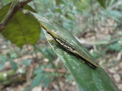 Pyrgomorphidae