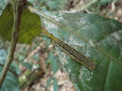 Pyrgomorphidae