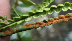 Melpomene moniliformis