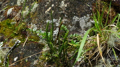 Melpomene moniliformis