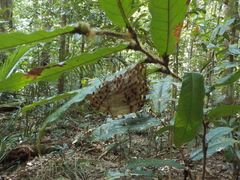 Angiopolybia