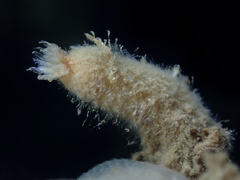 Sycon ciliatum