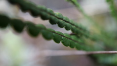 Melpomene moniliformis