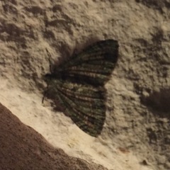 Hammaptera parinotata