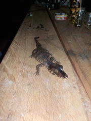 Paleosuchus trigonatus