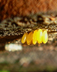 Coccinella septempunctata
