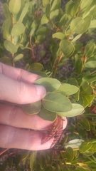 Arctostaphylos insularis
