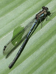 Argia medullaris