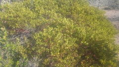 Arctostaphylos insularis