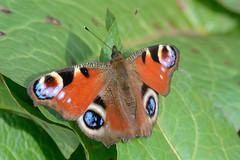 Aglais io