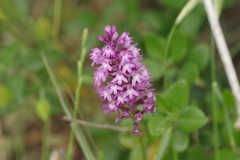 Anacamptis pyramidalis