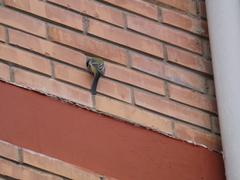 Parus major