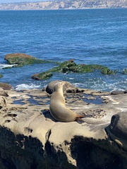 Zalophus californianus