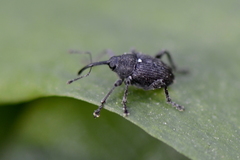 Curculio vicetinus