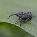 Curculio vicetinus - Photo (c) Nicolas Zwahlen, some rights reserved (CC BY-NC-SA), uploaded by Nicolas Zwahlen