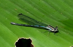 Argia medullaris
