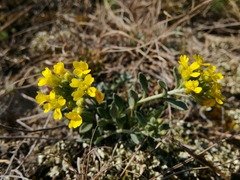 Alyssum montanum