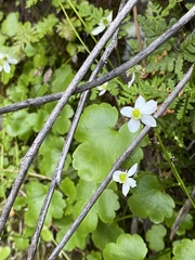 Kumlienia hystricula