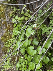 Kumlienia hystricula