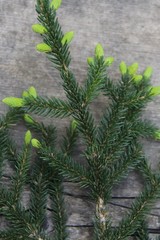 Picea orientalis