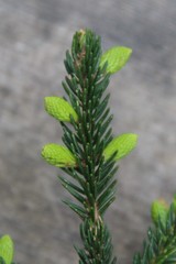 Picea orientalis