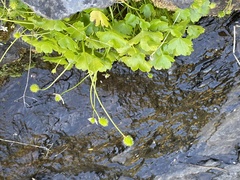 Kumlienia hystricula