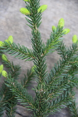 Picea orientalis