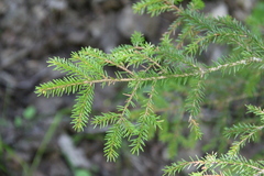 Picea orientalis