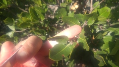 Quercus parvula parvula