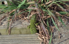 Timon lepidus ibericus